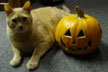 Jack-o-lantern with cat.